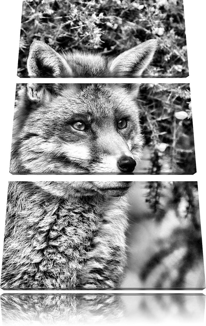 Pixxprint aufschauender Fuchs als Leinwandbild/Grösse: 3 Teilig (120x80) cm/Wandbild/Kunstdruck/fert