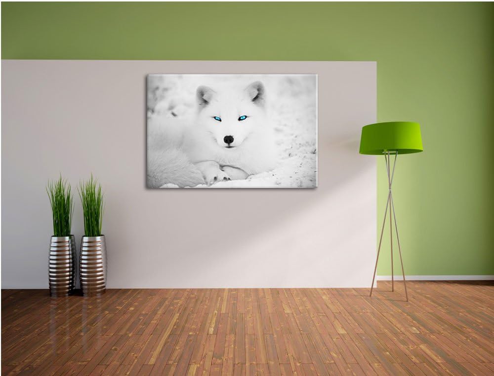 liegender Polarfuchs mit strahlenden Augen schwarz/weiss Format: 100x70 auf Leinwand, XXL riesige Bi