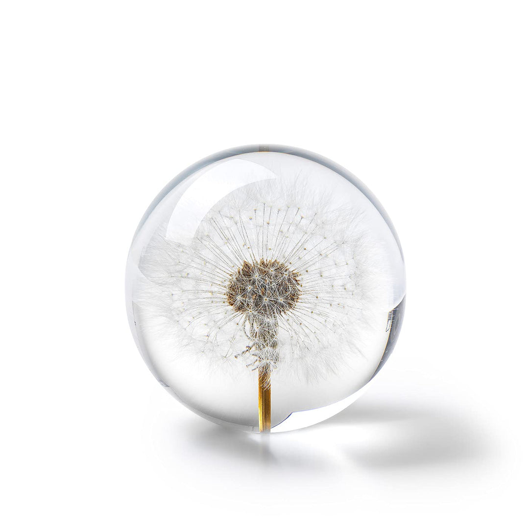 In Flore Dandelion Briefbeschwerer aus Harzglas, mit echtem Löwenzahn, 8 cm, weiss