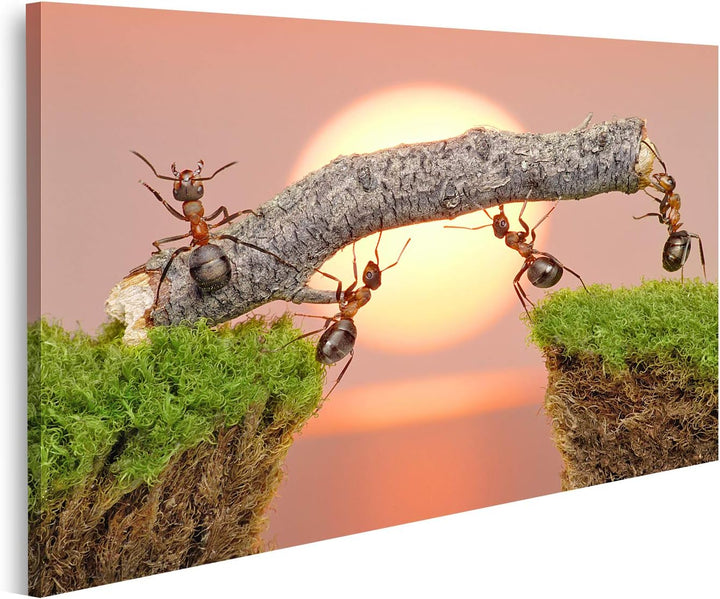 islandburner Bild auf Leinwand Team Ameisen Arbeiten Beim Bau Einer Brücke Bilder Wandbilder Poster