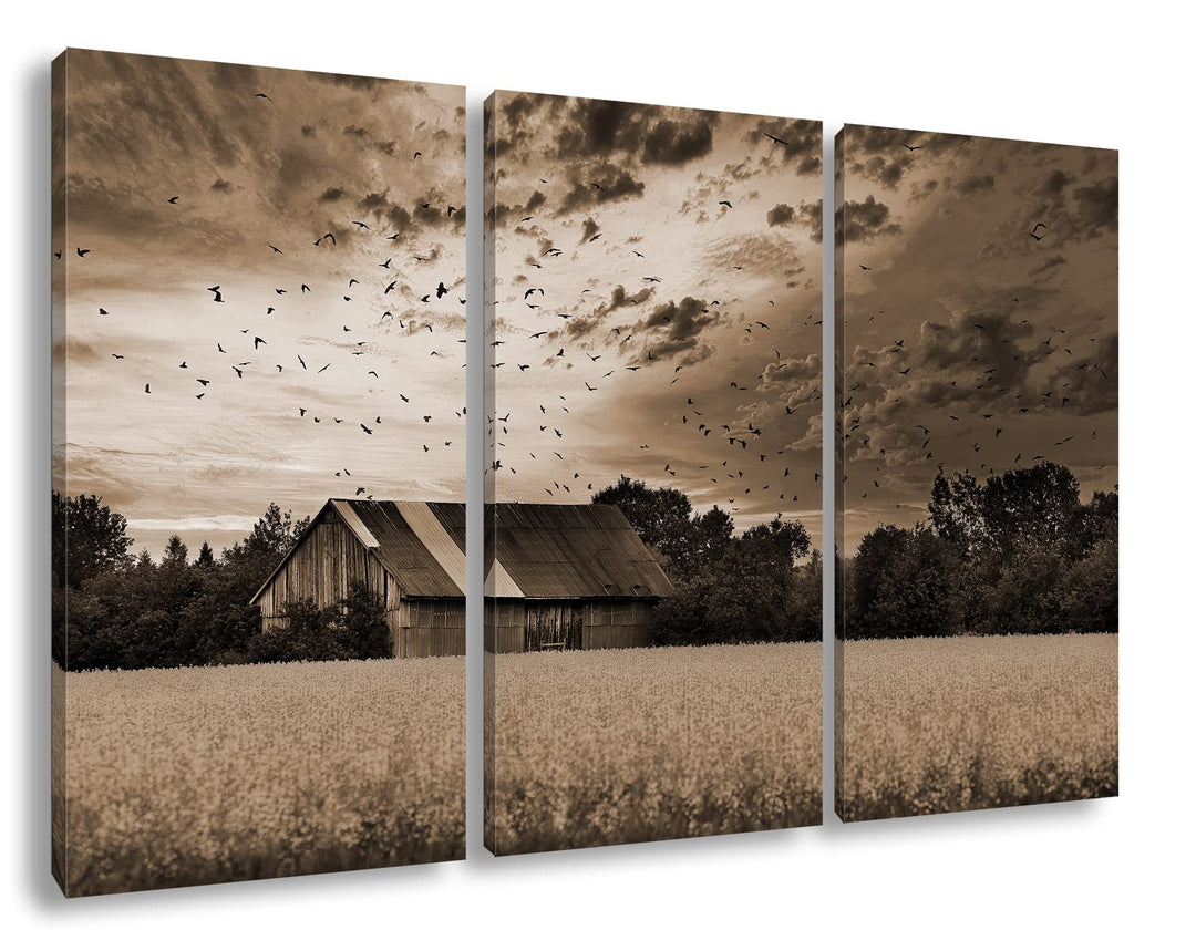 deyoli Scheune am blühendem Feld Effekt: Sepia Format: 3Teilig als Leinwandbild, Motiv fertig gerahm