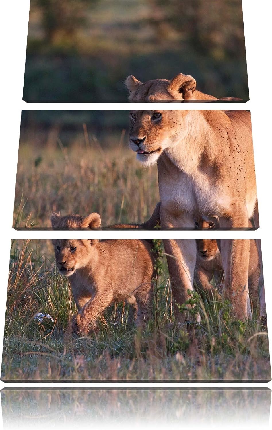 Pixxprint Löwenmutter mit Jungtieren 3-Teiler Leinwandbild 120x80 Bild auf Leinwand