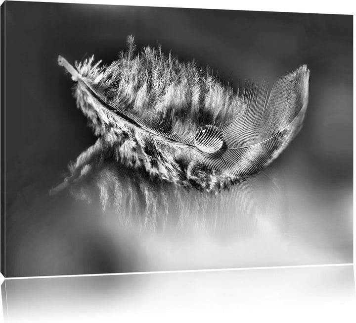 Pixxprint Wassertropfen auf Feder als Leinwandbild | Grösse: 100x70 cm | Wandbild | Kunstdruck | fer