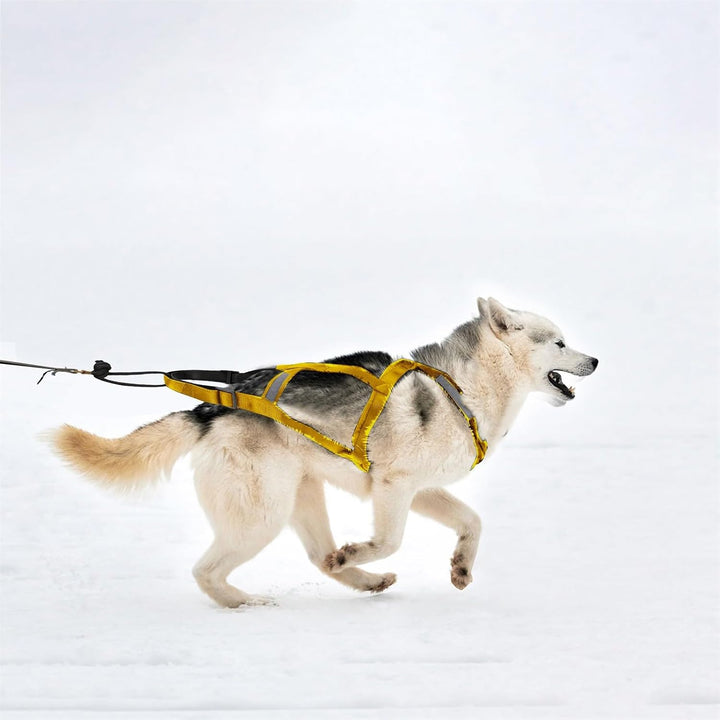 Mushing-Geschirr für Hundeschlittenübungen Bikejöring Skijöring Canicross Scootering – Robustes Haus