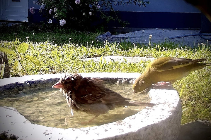 Gebrüder Lomprich Vogelbad aus Granit mit Fuss (3 Steinvögel am Rand