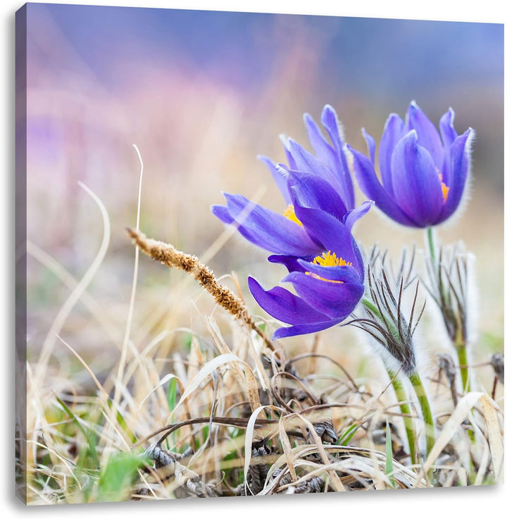 Pixxprint schöne Krokusse, Format: 70x70 auf Leinwand, XXL riesige Bilder fertig gerahmt mit Keilrah