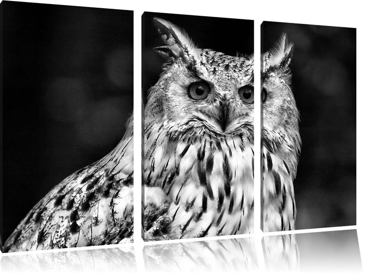 Pixxprint Monocrome, aufmerksame Waldohreule 3-Teiler Leinwandbild 120x80 Bild auf Leinwand