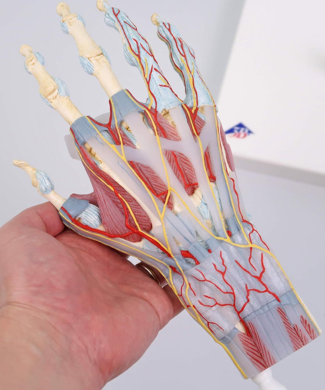 3B Scientific M33/1 Hand-Skelett-Modell mit Bändern und Muskeln + kostenlose Anatomie App - 3B Smart