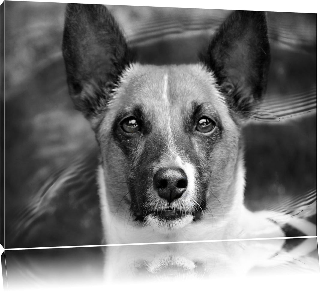 Pixxprint niedlicher Hund im Wasser auf Leinwand, XXL riesige Bilder fertig gerahmt mit Keilrahmen,