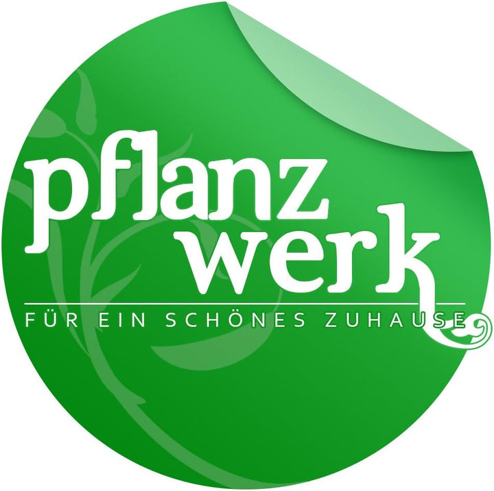 Pflanzwerk® ÖKOSYSTEM Pflanzkübel Square - Blumentöpfe Übertöpfe mit BEWÄSSERUNGSSYSTEM - 19x10x10cm