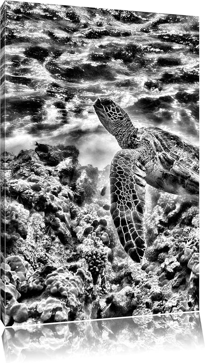 Pixxprint Schildkröte im Pazifik / 100x70cm Leinwandbild bespannt auf Holzrahmen/Wandbild Kunstdruck