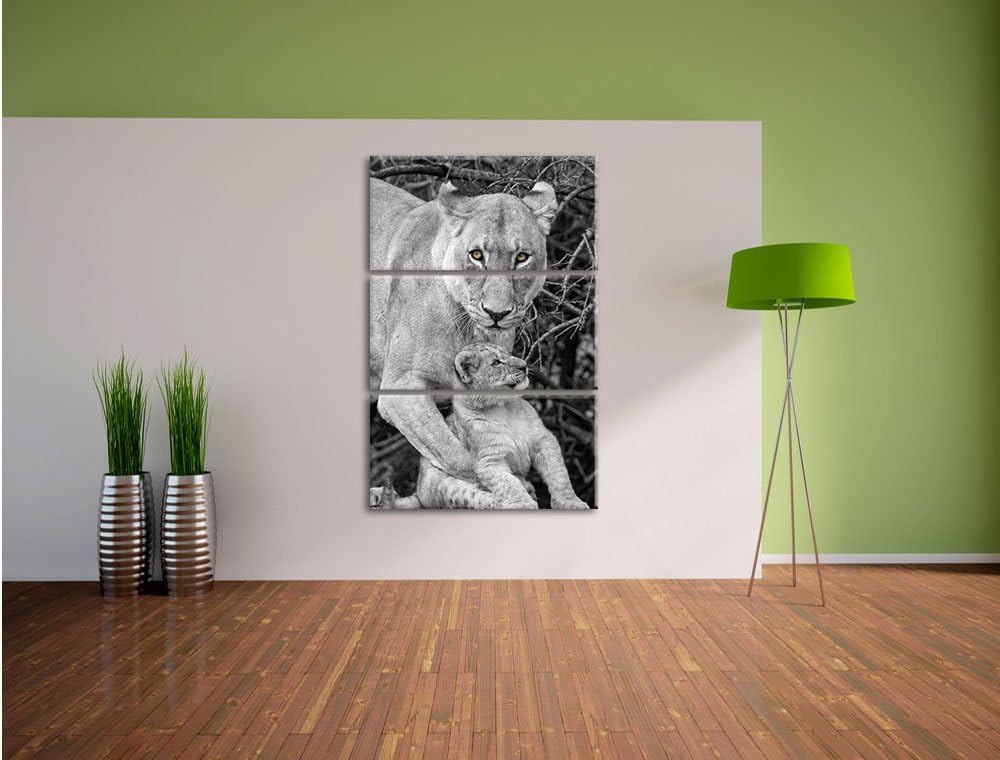 Pixxprint liebevolle Löwin spielt mit Jungtier schwarz/weiss 3-Teiler Leinwandbild 120x80 Bild auf L