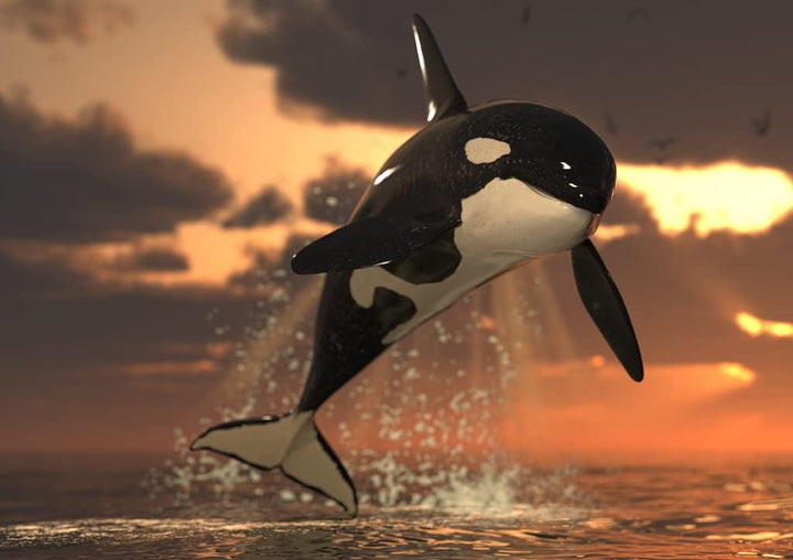 Lais Puzzle Orca 1000 Teile