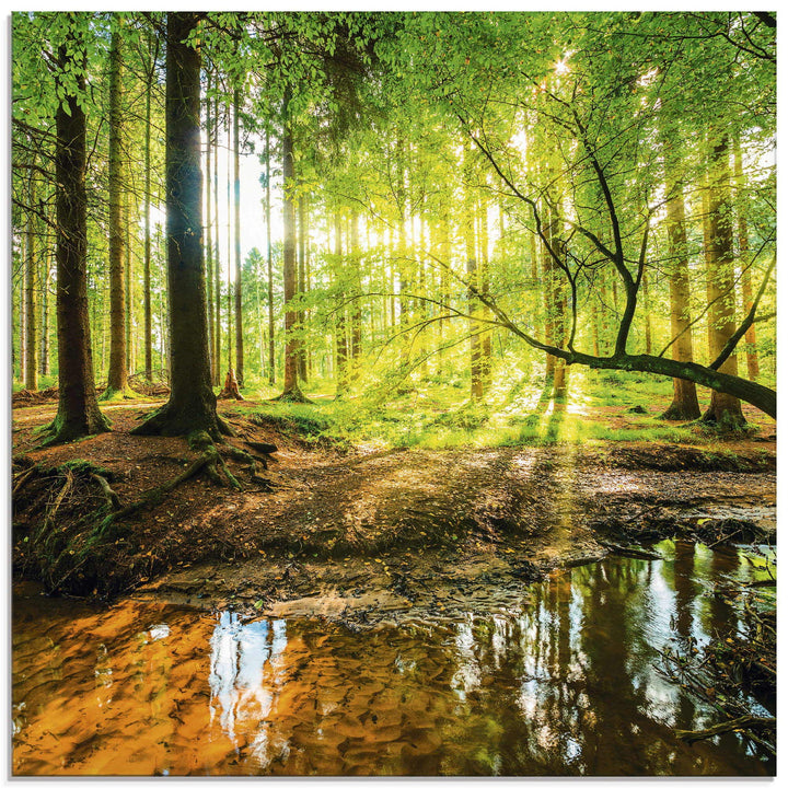 Glasbilder Wandbild Glas Bild einteilig 40x40 cm Quadratisch Wald Natur Landschaft Bäume Bach Sonne