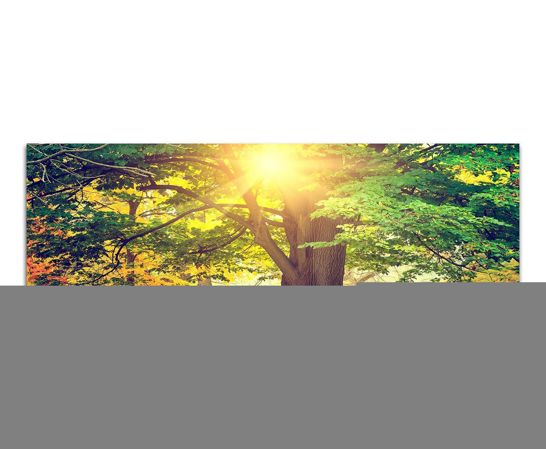 Paul Sinus Art Panoramabild auf Leinwand und Keilrahmen 120x40cm Park Bäume Herbst Blätter Sonnenlic