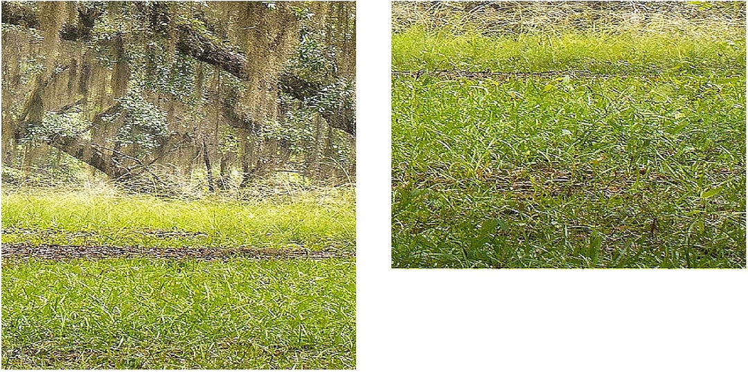 Runa Art Bild Wald Landschaft Wandbilder auf Vlies Leinwand 5 Teilig Wanddekoration Schlafzimmer Woh