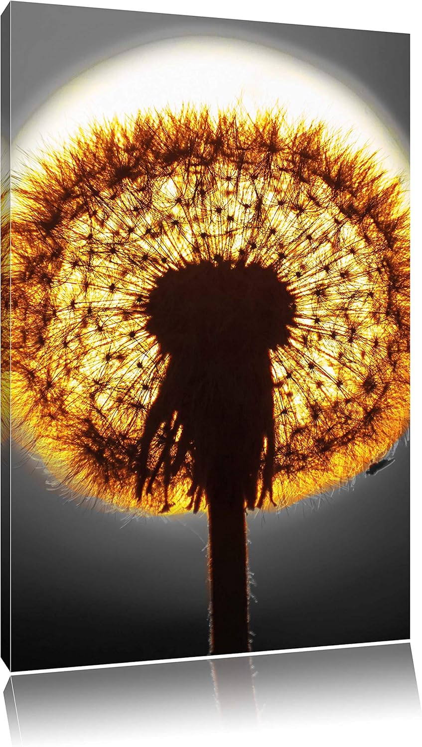 Pixxprint Pusteblume vor untergehender Sonne als Leinwandbild/Grösse: 120x80 cm/Wandbild/Kunstdruck/