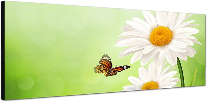 Paul Sinus Art Panoramabild auf Leinwand und Keilrahmen 150x50cm Gänseblümchen Schmetterling Frühlin