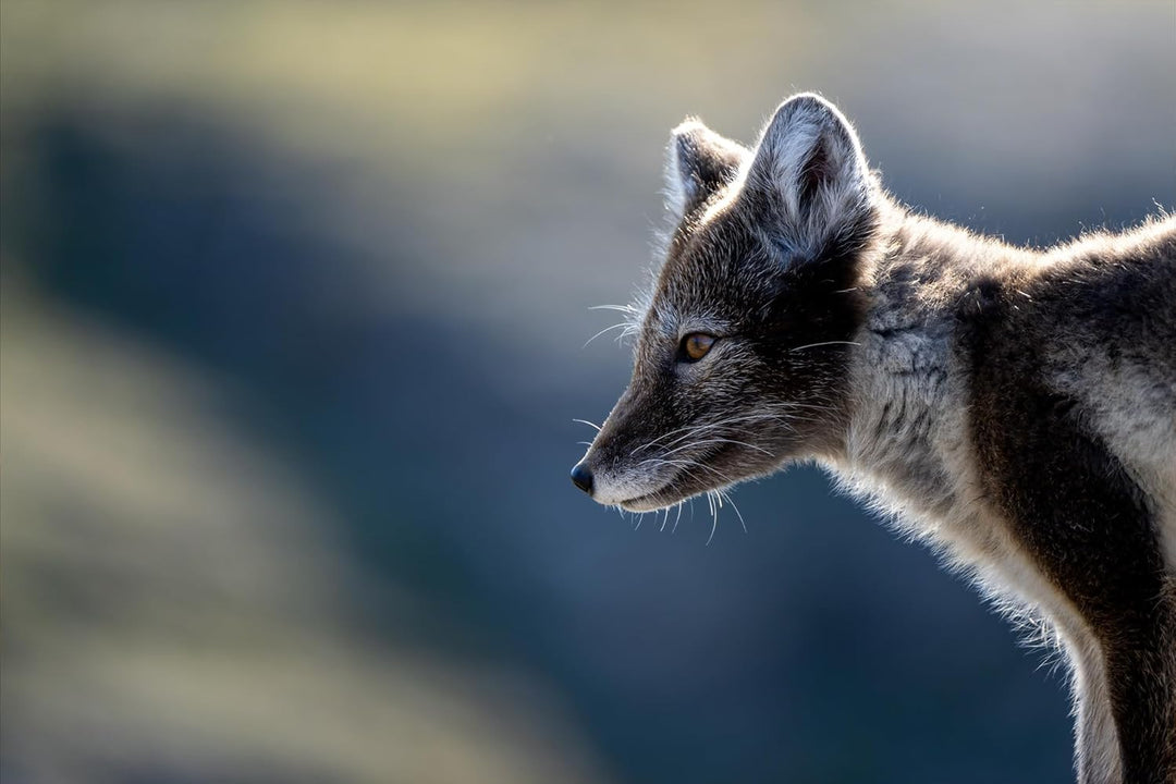 TAMRON 150-500mm F/5-6.7 Di III VC VXD, Objektiv für Nikon Z-Mount