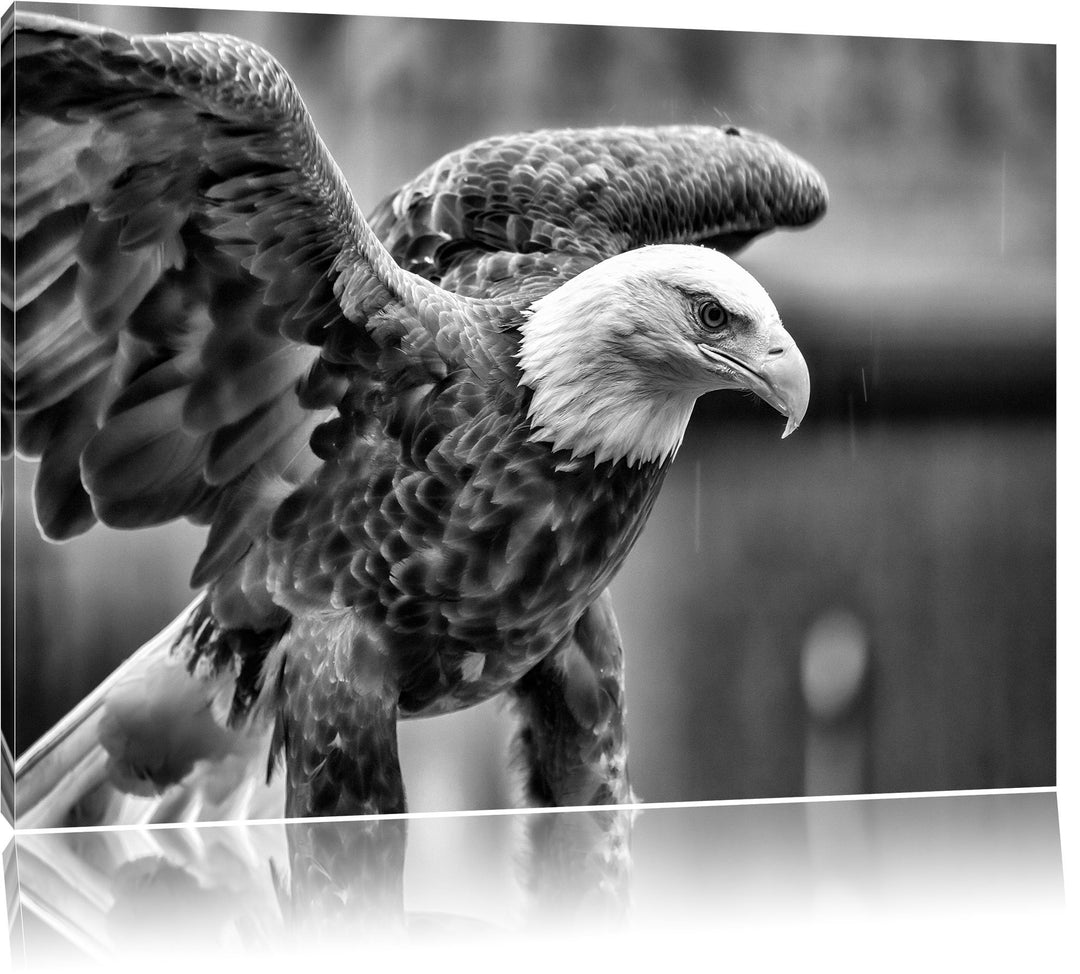 Monocrome, Adler, Format: 100x70 auf Leinwand, XXL riesige Bilder fertig gerahmt mit Keilrahmen, Kun