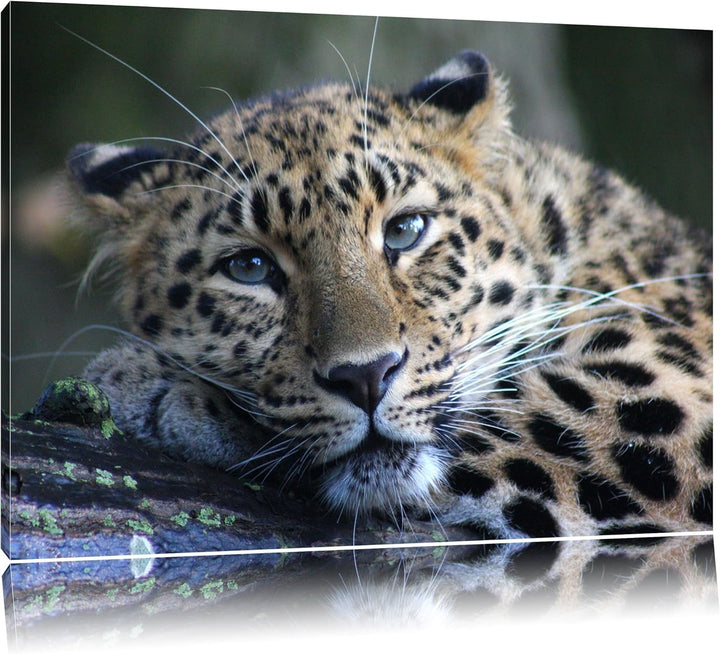 Pixxprint ruhender Leopard auf Leinwand, XXL riesige Bilder fertig gerahmt mit Keilrahmen, Kunstdruc