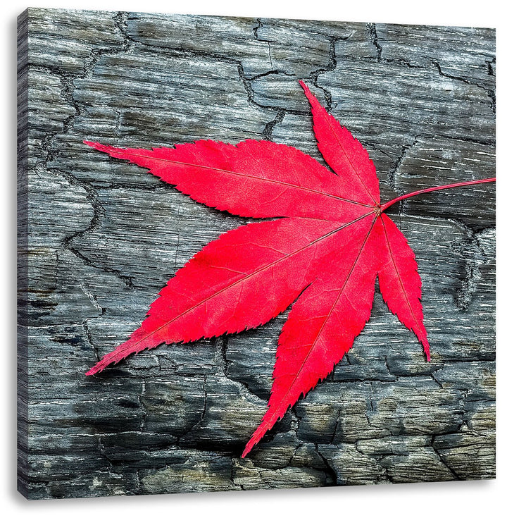 Pixxprint Rotes Blatt auf Holz Laub Natur, Format: 70x70 auf Leinwand, 70x70