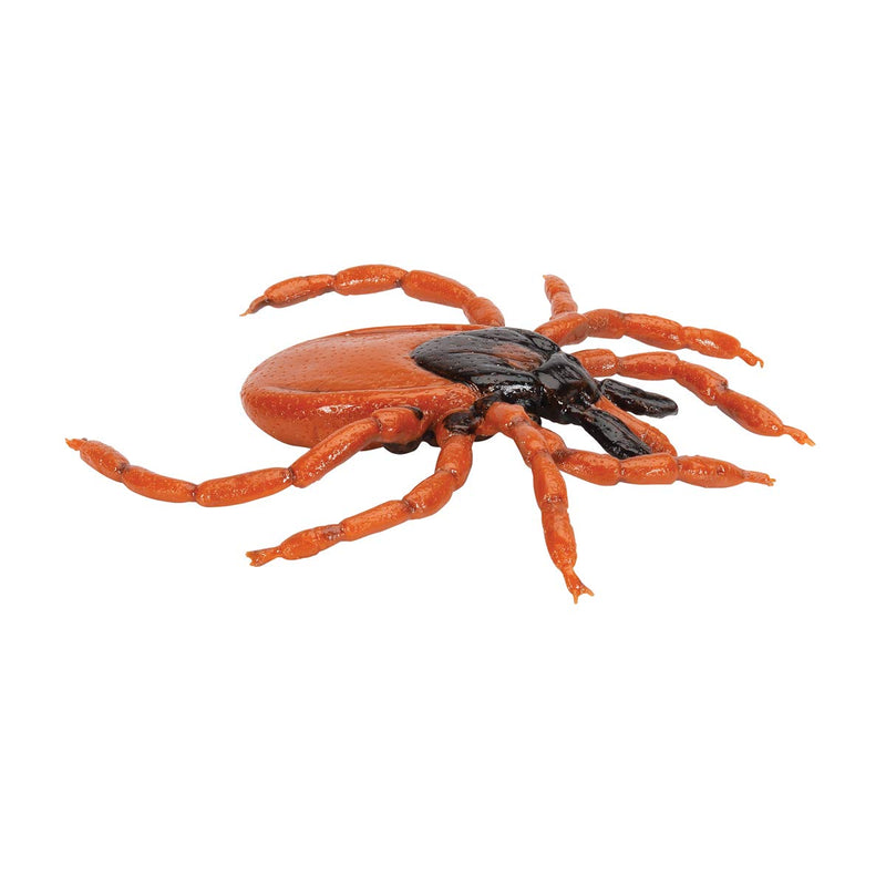 3B Scientific Biologie - Gemeiner Holzbock (Ixodes ricinus), Modell