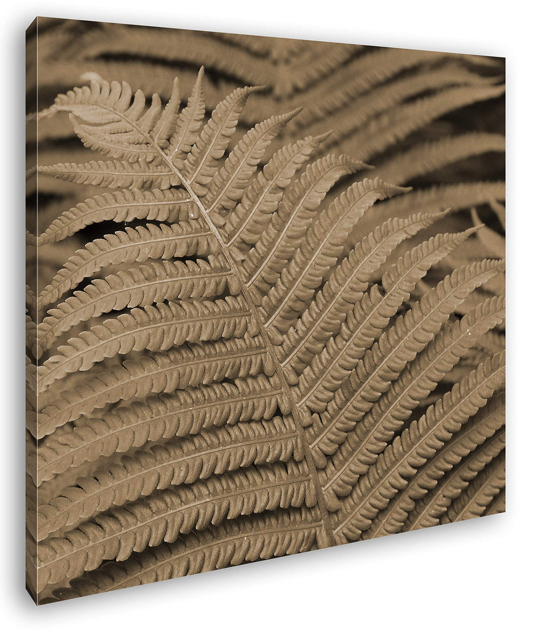 deyoli Bezaubernder Farn Format: 60x60 Effekt: Sepia als Leinwandbild, Motiv fertig gerahmt auf Echt