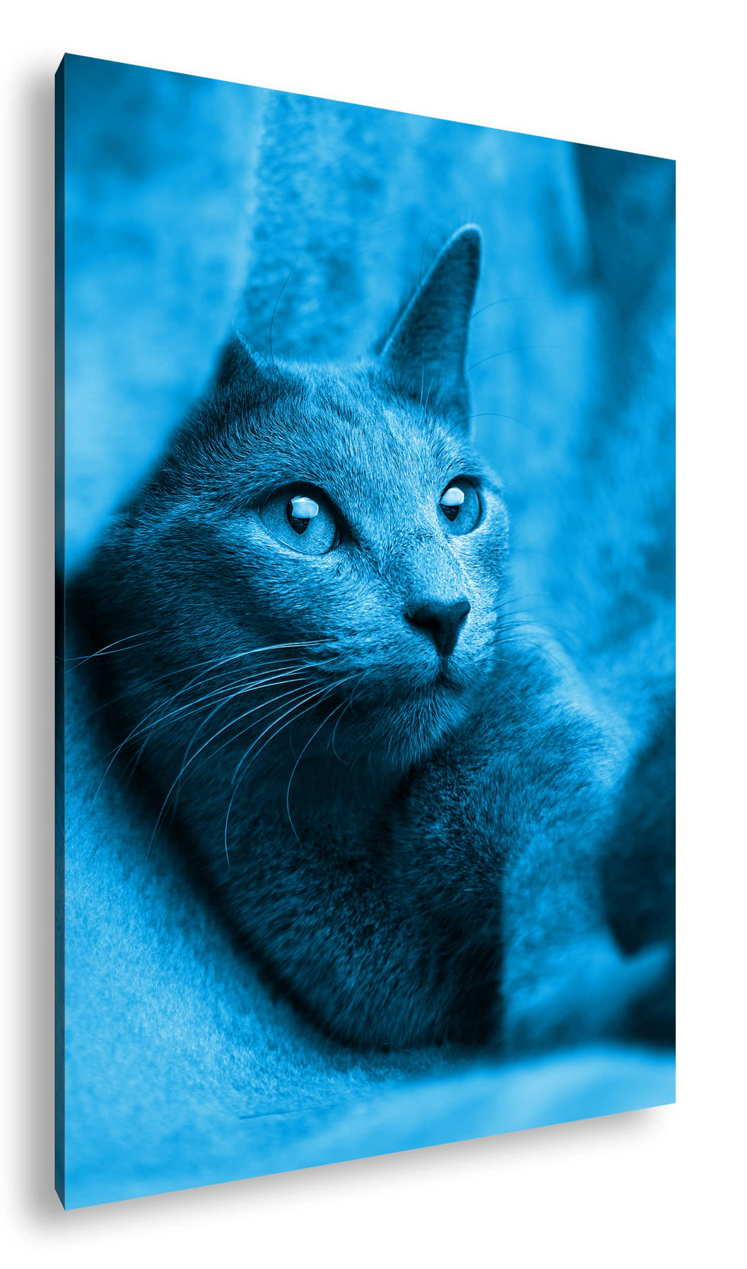 deyoli süsse Katze mit Grünen Augen Format 80x60 Effekt: Monocrome Blau als Leinwandbild, Motiv fert