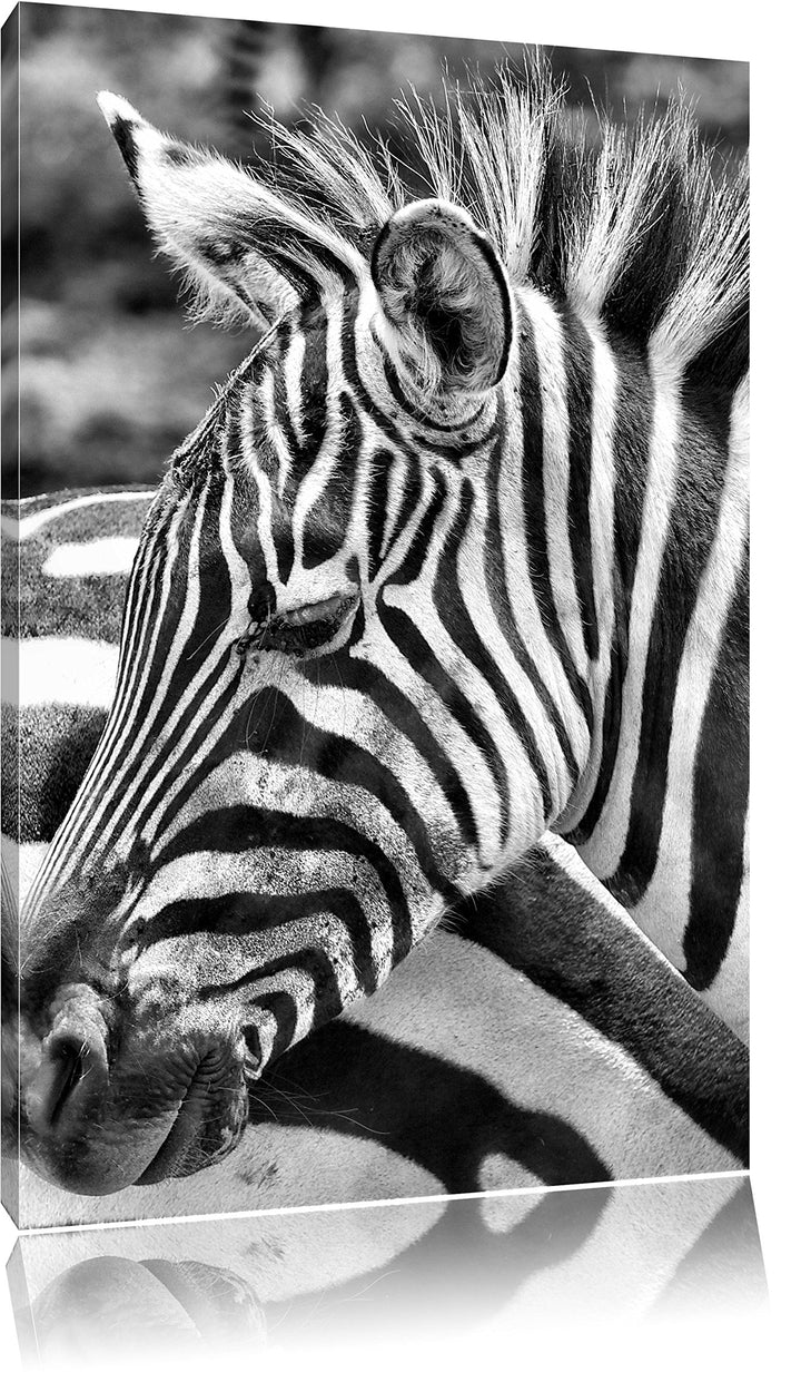 Pixxprint Monocrome, prächtiges Zebra, Format: 100x70 auf Leinwand, 100x70