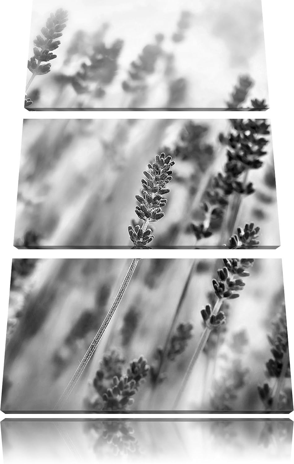 Pixxprint Schöner Lavendel im sanften Licht als Leinwandbild/Grösse: 3 Teilig (120x80) cm/Wandbild/K