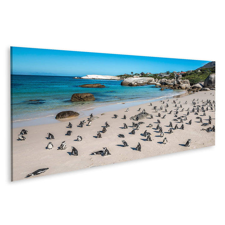 islandburner Bild auf Leinwand Pinguine Kapstadt Südafrika Afrikanischer Strand Bilder Wandbilder Po