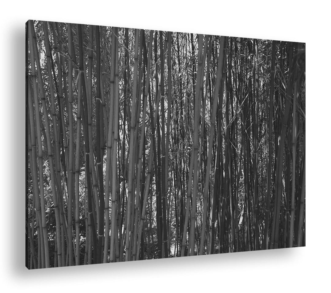 deyoli wildwachsender Bambus-Dschungel Effekt: Schwarz&Weiss,Format: 60x40 als Leinwandbild, Motiv f