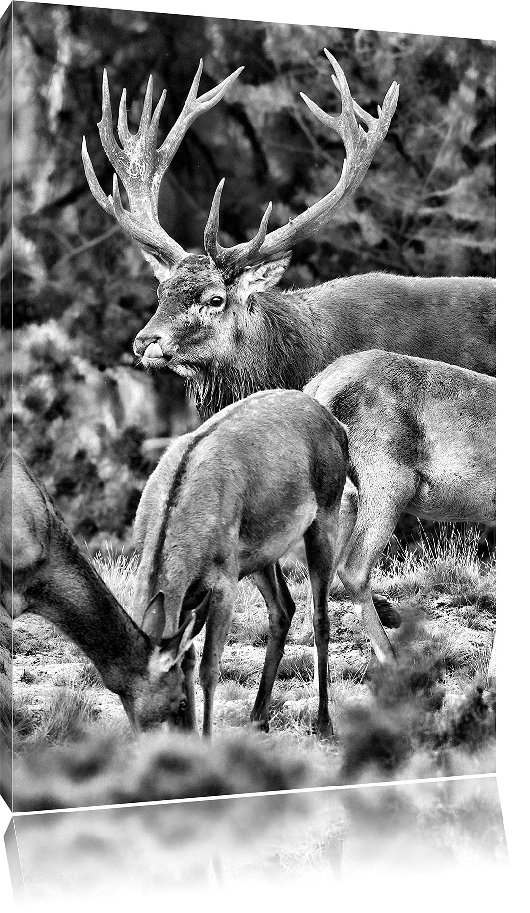 Pixxprint Hirschfamilie auf Waldlichtung als Leinwandbild/Grösse: 100x70 cm/Wandbild/Kunstdruck/fert