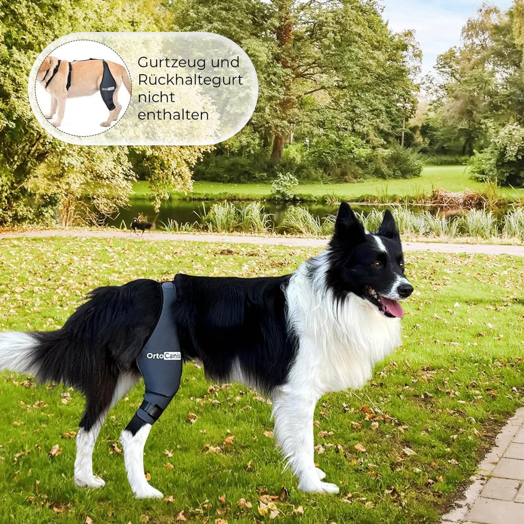 Ortocanis - Kniebandage Hund Hinterbein für das rechte Bein - Hergestellt aus Neopren ARD - Bei Kreu