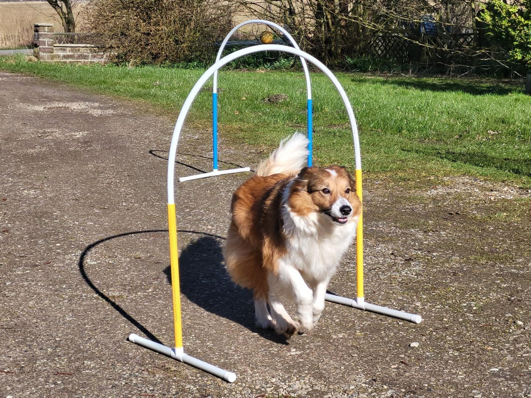 Generisch HOOPERS Agility Combi-Set, 1 Gate/Zaun blau, 3 Bögen rot-blau-gelb | NADAC Hoopers Gate, F