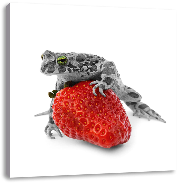 Pixxprint Kleiner Frosch auf Erdbeere als Leinwandbild Quadratisch/Grösse: 70x70 / Wandbild/Kunstdru