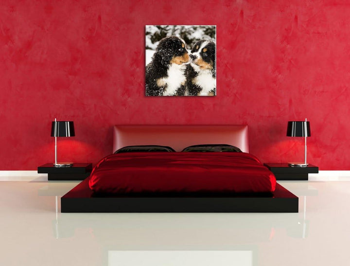 Pixxprint Bernersennen Hunde Welpen im Schnee, Format: 70x70 auf Leinwand, 70x70