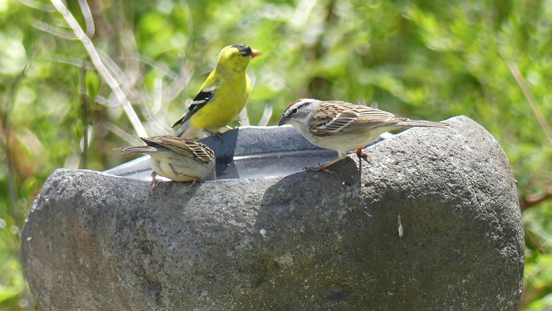 Steintrog Vogeltränke - Tier-Wassernapf aus Naturstein - Handgefertigte Schale - für Vögel, Hunde &