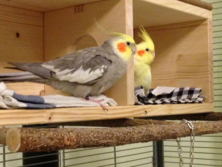 Vogelgaleria® Nistkasten Nymphensittiche gross XXL | Schlafhaus Vogel Naturholz – sicherer Rückzugso