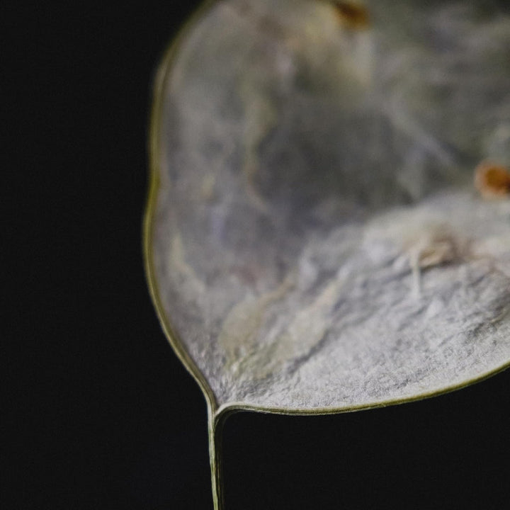 Moment Makro-Objektiv – Befestigungslinse für iPhone Pixel Galaxy OnePlus Handys