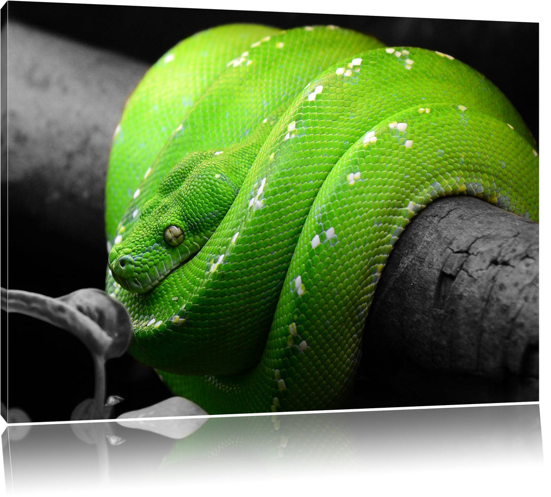 Pixxprint Grüne exotische Schlange als Leinwandbild/Grösse: 100x70 cm/Wandbild/Kunstdruck/fertig bes