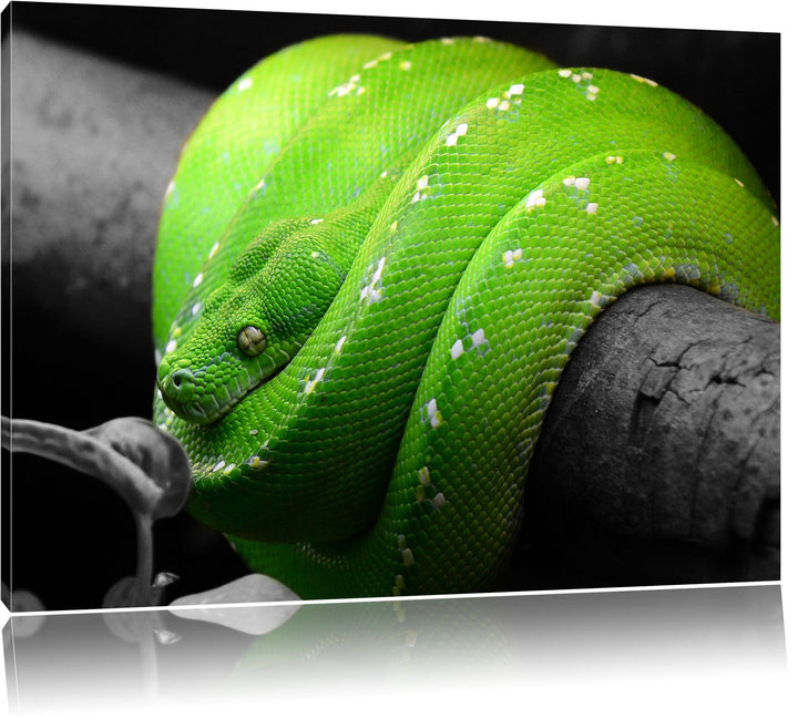 Pixxprint Grüne exotische Schlange als Leinwandbild/Grösse: 100x70 cm/Wandbild/Kunstdruck/fertig bes