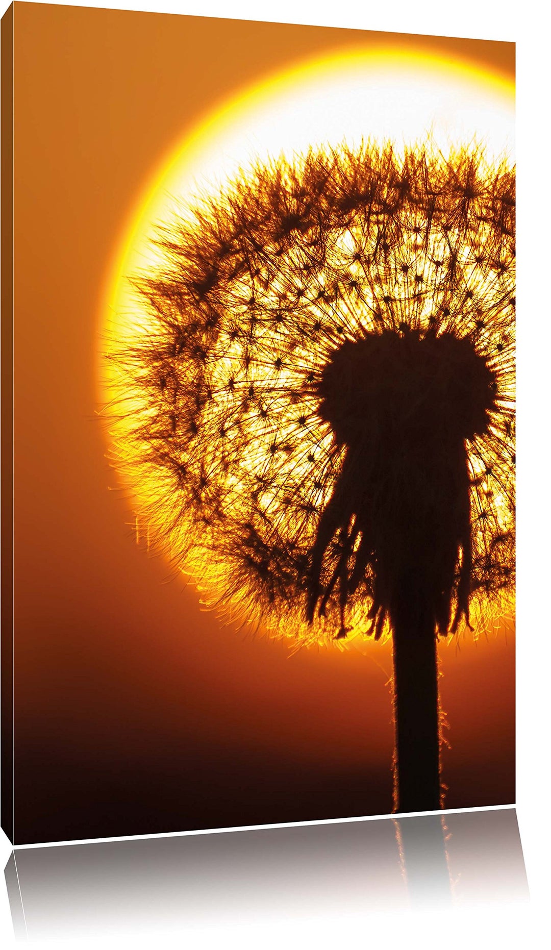 Pusteblume im Abendlicht, Format: 100x70 auf Leinwand, XXL riesige Bilder fertig gerahmt mit Keilrah