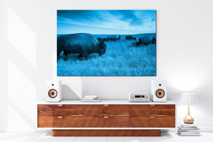 Bison Herde in der Steppe Format 80x60 Effekt: Monocrome Blau als Leinwandbild, Motiv fertig gerahmt