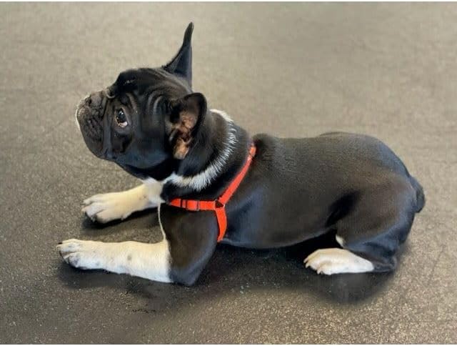 Sense-ible Hundegeschirr, kein Ziehen, Grösse M, Schwarz schwarz