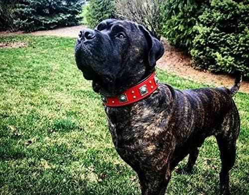 Bestia™ "EROS Hundehalsband für grosse Hunde. 100% Leder. Weich gepolstert. 6,3 cm breit. TOP Qualit