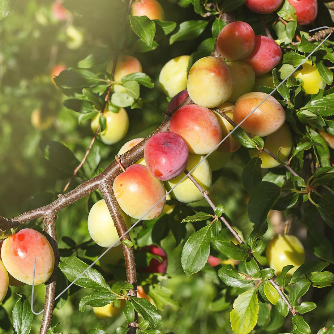 Gadpiparty 50 Stück Astspreizer für Obstbäume Gartenbau aus Verzinktem Stahl Aststütze für Birnen Ki