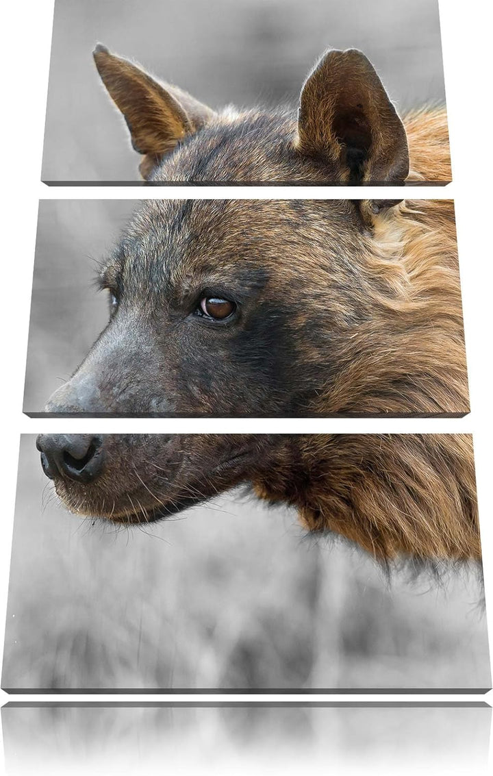 Pixxprint anmutige Hyäne im Wildgras als Leinwandbild/Grösse: 3 Teilig (120x80) cm/Wandbild/Kunstdru