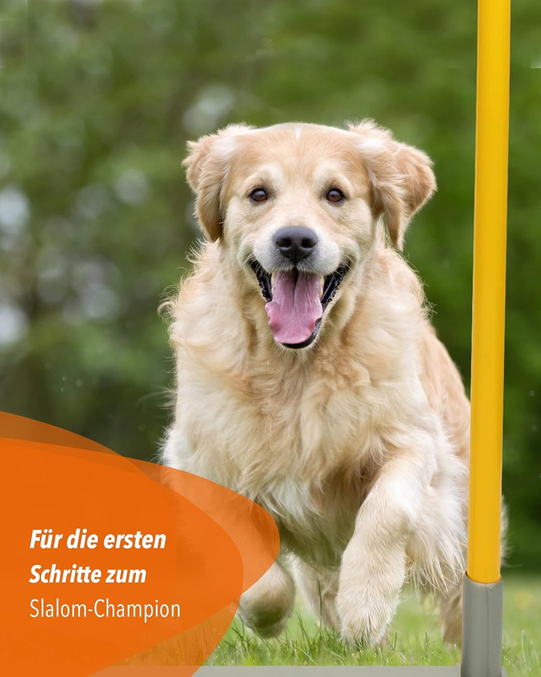 2by2 Weave Poles – Blau – 2er Set Agility-Slalomstangen mit Metallbasis – für Training & Parcoursauf